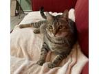 Adopt Java a Tabby