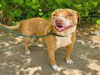 Adopt RUGBY a Labrador Retriever, Pit Bull Terrier