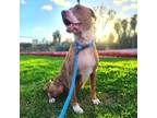 Adopt RUGBY a Labrador Retriever, Pit Bull Terrier