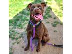 Adopt RUSTY a Labrador Retriever, Pit Bull Terrier