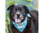 Adopt Finn a Labrador Retriever, Mixed Breed