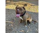 Adopt Tupac a Pit Bull Terrier