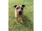 Adopt BRUCE a Mixed Breed, Rhodesian Ridgeback