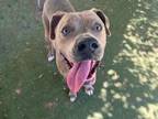 Adopt TIGER a American Staffordshire Terrier, Pit Bull Terrier