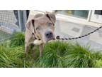 Adopt TIGER a American Staffordshire Terrier, Pit Bull Terrier