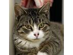 Adopt Dil a Domestic Short Hair