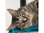 Adopt Stew a Domestic Short Hair