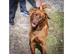 Adopt Kory a Nova Scotia Duck Tolling Retriever, Chesapeake Bay Retriever