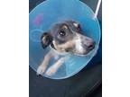 Adopt Duffy ( medical sponsors needed!) a Rat Terrier