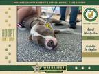 Adopt Ernest a Mixed Breed