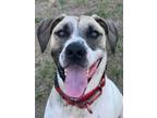 Adopt Bubba a Hound, Black Mouth Cur