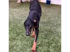 Adopt Duke a Doberman Pinscher