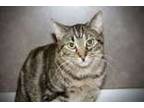 Adopt Sugar a Domestic Short Hair