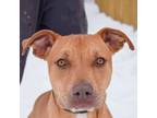 Adopt Marco a Boxer, American Staffordshire Terrier