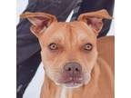 Adopt Mark a Boxer, American Staffordshire Terrier