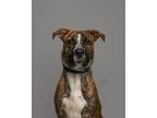 Adopt Jalapeo Popper a Staffordshire Bull Terrier, Plott Hound