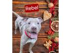 Adopt Rebel a American Bully, Pit Bull Terrier