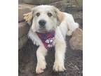 Adopt Logan - Snuggle Bug - Juvenile a Great Pyrenees