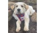 Adopt Logan - Puppy - New to Rescue a Great Pyrenees
