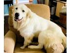 Adopt Pawl - Young - Walk only or Privacy Fence a Great Pyrenees