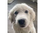 Adopt Tobey - Puppy - Precious a Great Pyrenees