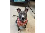 Adopt Steve Buscemi a Pit Bull Terrier, Mixed Breed