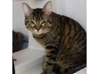 Adopt Ned Nederlander a Domestic Short Hair