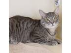 Adopt Lucky Day a Domestic Short Hair