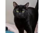 Adopt Dusty Bottoms a Domestic Short Hair