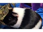 Adopt Luella(w/Daulin) a Guinea Pig