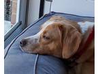 Adopt Gobi Suffolk a Beagle