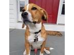Adopt Bodie (was Cooper Charles) a Beagle