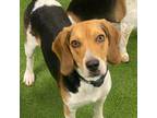 Adopt Shadow Haven a Beagle