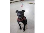 Adopt Boris a Pit Bull Terrier