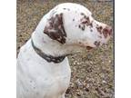 Adopt ACAC-Stray-ac728/23-13107/Stanley a Pointer, Chocolate Labrador Retriever