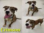 Adopt CRIMSON a Pit Bull Terrier, Mixed Breed