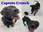 Adopt CAPTAIN CRUNCH a Pit Bull Terrier
