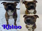 Adopt RHINO a Pit Bull Terrier
