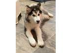 Adopt Roman a Alaskan Malamute