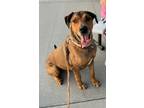 Adopt Jax a Great Dane, Rottweiler