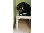 Adopt Blackie a Domestic Short Hair