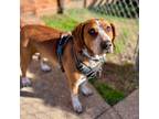 Adopt Hank a English Coonhound, Treeing Walker Coonhound