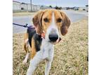 Adopt Dancer a Hound