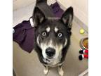 Adopt Koda a Husky