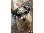 Adopt Fritz-LOVES DOGS! a Miniature Schnauzer