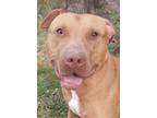 Adopt Alpine a Pit Bull Terrier