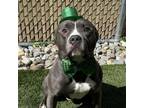 Adopt Meet DIXON - Young spirited male! PLS WATCH HIS VIDEO!