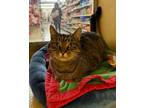 Adopt Atticus a Tabby, Domestic Short Hair