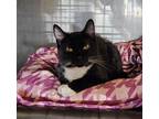 Adopt Jackson a Domestic Short Hair