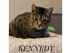 Adopt Kennedy (bonded with Bobbie) a Domestic Short Hair